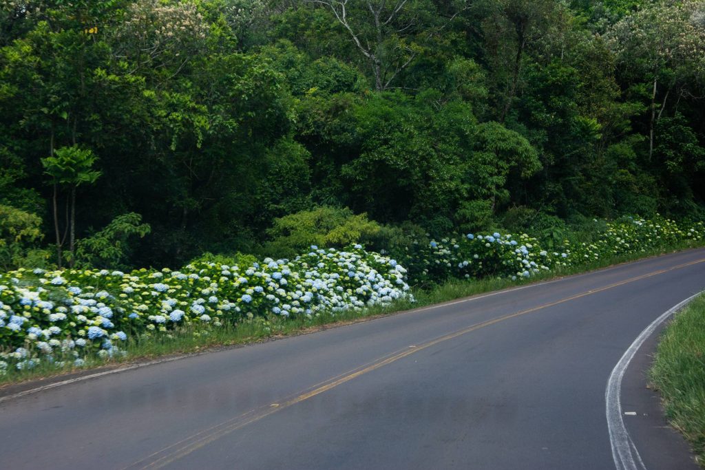 Conheça as estradas mais bonitas do Brasil